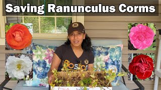 Digging Dividing Storing Ranunculus Corms Bulbs [upl. by Rist]