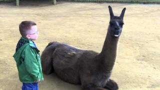 Llama spits in kids face [upl. by Knorring]