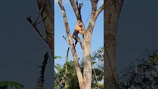 treeclimbing chainsaw wood woodworking logging [upl. by Yrdnal]