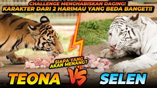 LOMBA MAKAN SELEN VS TEONA  DUA BOCIL HARIMAU YANG KARAKTERNYA BERBEDA BANGET [upl. by Sainana]