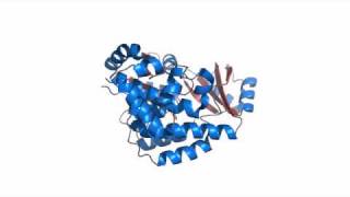 Malonyl CoA ACP Transacylase [upl. by Elyagiba]