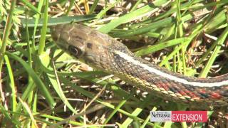 Controlling Garter Snakes [upl. by Dilly332]