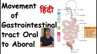 Oral to Aboral Movements of GIT  Gastrointestinal or Alimentary Tract Motility [upl. by Leirza933]