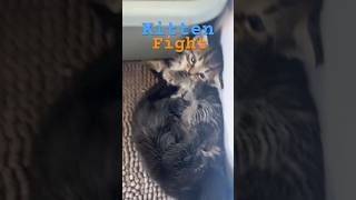 KITTEN FIGHT 🐈‍⬛🐈kitten cute fypシ゚viral fun [upl. by Sapers]