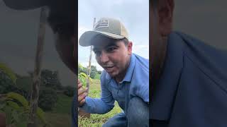 VIDEO COMPLETO EN MI CANAL Método para saber para qué parte sale el racimo de plátano [upl. by Duleba130]