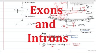 Exons amp Introns  General Information [upl. by Corry]