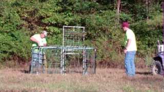 How to trap wild hogs using the fastest safest easiest and most effective hog trap [upl. by Mulford]