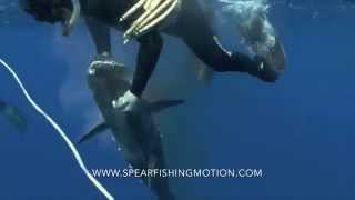 Dogtooth tuna spearfishing versus sharks Thons à dents de chien contre requins [upl. by Ahsilam474]