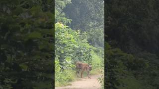 Jim Corbett Gupt janwar 👍🐅youtubeshortstrendingshorts JimCorbett🐯👌🤩 [upl. by Katharine287]