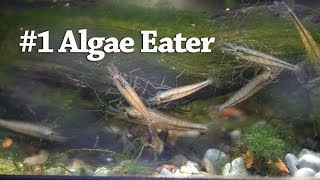 Do Amano Shrimp REALLY eat hair algae [upl. by Lorre41]