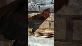 Ayam bk ayam ayamkampung kandang animals fyp fypシ゚viral fyptiktok [upl. by Baptist56]