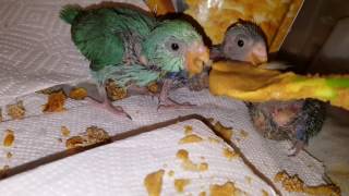 Breeding Parrotlets info [upl. by Seaden]