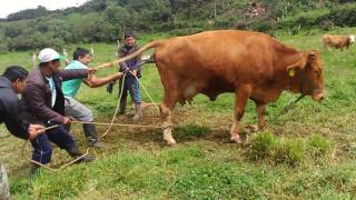 PARTO DE UNA VACA CON DIFICULTAD EN COHECHÁN ¿CÓMO SE AYUDÓ  PARTE 3 [upl. by Trabue]