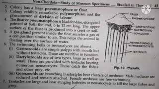 physalia classification habitat and comments zoology practical bsc1 best handwritten study notes [upl. by Rellia151]