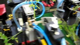 Automated Grafting Tomatoes [upl. by Edith]