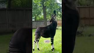 Have you ever seen Okapi 😵okapi animals okapis wildlife jungle forest [upl. by Alissa]