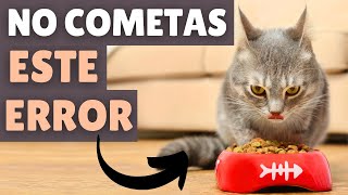 Los 12 ERRORES más comunes al ALIMENTAR A TU GATO según los expertos [upl. by Bowers]