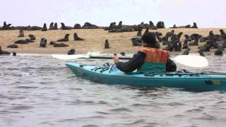 Namibia kayak tour Walvis Bay [upl. by Ettecul197]