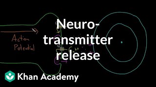 Neurotransmitter release  Nervous system physiology  NCLEXRN  Khan Academy [upl. by Gaal]