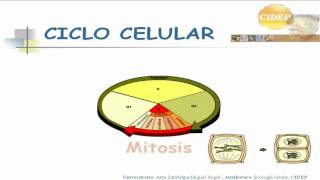 Ciclo Celular 1 [upl. by Etam]