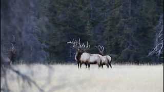 Bull Elk Shedding An Antler [upl. by Eirek]