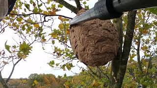 Aziatische hoornaar nest verwijderen [upl. by Cristabel]