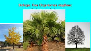 Biologie végétale les cormophytes [upl. by Amat]