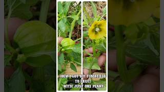 Tomatillo Plant Fruiting Hack tomatillo garden [upl. by Hillyer]