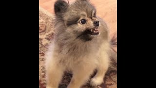 Angry Pomeranian [upl. by Okoy]