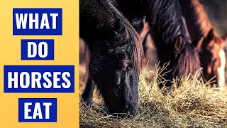 What Do Horses Eat A Nutrition Guide for Beginners [upl. by Nyrhtak147]