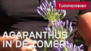 De Agapanthus  Zomer  Tuinmanieren [upl. by Orian]