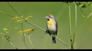 Dickcissel  Spiza americana [upl. by Fields750]