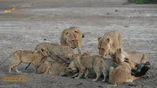 Unforgettable Amboseli Lion Feast Thrilling Wildlife Encounter [upl. by Dumond298]