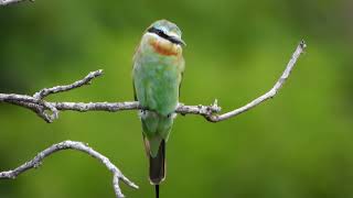 Bluecheeked Beeeater 4K [upl. by Enavi]