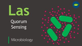 Las Quorum sensing System  Pseudomonas aeruginosa  Microbiology  Basic Science Series [upl. by Esinek]