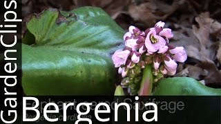 Bergenia cordifolia  Elephant Eared Saxifrage  Elephant Ears  Pig Squeak  How to grow Bergenia [upl. by Arerrac539]