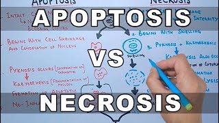 Apoptosis vs Necrosis [upl. by Halima521]