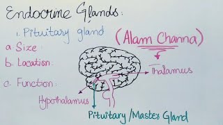 Pituitary Gland  What is Pituitary Gland  Urdu amp Hindi  Iqra Saeed Clinical Psychologist [upl. by Bigelow]