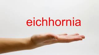 How to Pronounce eichhornia  American English [upl. by Nagy138]