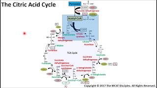 MCAT Prep The Citric Acid Cycle [upl. by Adriene]