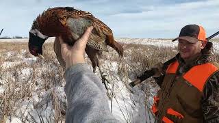 Holding Tight  Late Season SD Pheasants in the Cattails [upl. by Alrep]