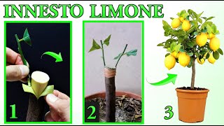 INNESTO LIMONE FACILISSIMO DA ESEGUIRE tutti i passaggi  lemon tree citron planta de limon [upl. by Handler]