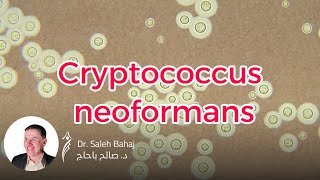 16 Cryptococcus neoformans [upl. by Idleman549]