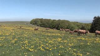 AUBRAC TRANSHUMANCE VALADIER [upl. by Maggee]