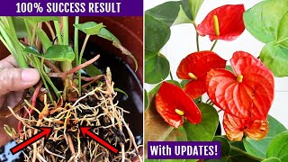 EASIEST Way To Propagate Anthurium Plant [upl. by Cate]