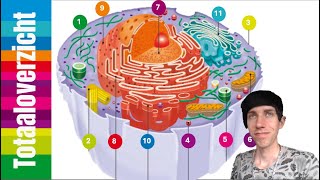 4HV  Biologie  H2 cel en leven  Afspeellijst voor alle organellen en functies [upl. by Kall]