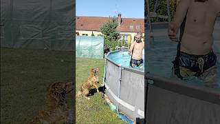 Ruda Małpa ❤️❤️🐒 dog pets pool swimming chill relaxing familymonkey redviralvideo [upl. by Ali]