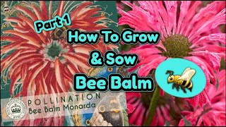 How to grow Bee Balm  Monarda Didyma flower from seed part 1 [upl. by Endaira]