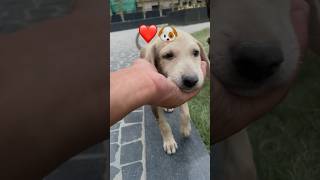 Luteron ka luteraa 😘🐶 dog doglover animalphotos shortvideo shorts ytshort [upl. by Shifra]