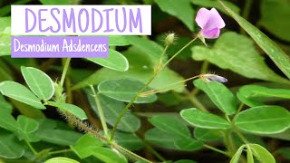 Propiedades medicinales del DESMODIUM   Fitoterapia [upl. by Violeta]